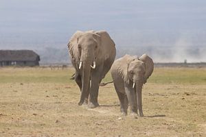 Afrika | Elefanten auf die Savanne  - Afrika Kenia Amboselli von Servan Ott