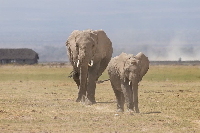 Afrika | Olifanten op de savanne - Afrika Kenia - Amboselli par Servan Ott