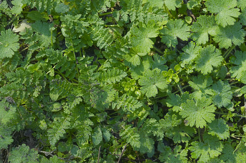 Dew on the greenery along the path