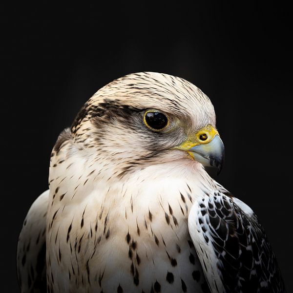 Weißer Falke von Greetje van Son