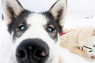 Hondensledetocht in de Franse Alpen van Rosanne Langenberg thumbnail