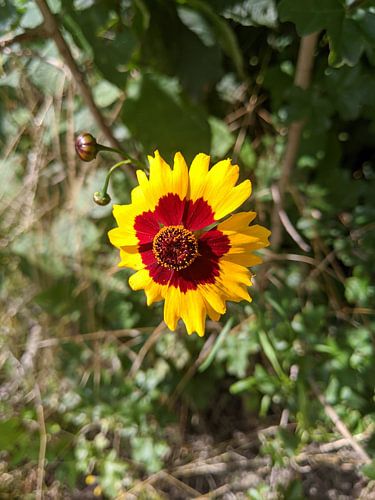 Golden flower comes out of the canvas