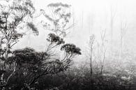 Regenwoud in de mist II van Ines van Megen-Thijssen thumbnail
