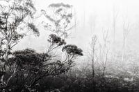 Regenwoud in de mist II