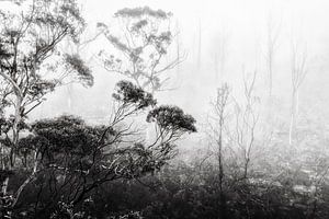 Forêt tropicale dans le brouillard II sur Ines van Megen-Thijssen