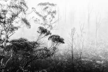Regenwoud in de mist II van Ines van Megen-Thijssen