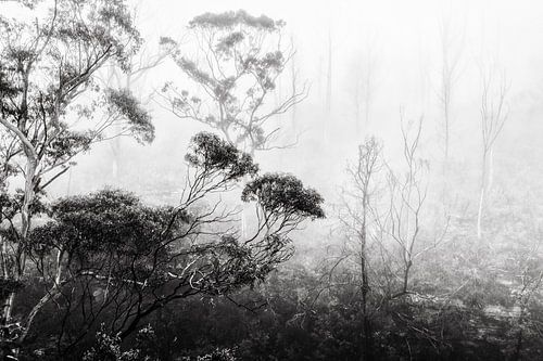 Regenwoud in de mist II
