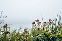 Blumen