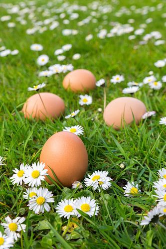 Brown chicken eggs in grass with blooming daisies during spring