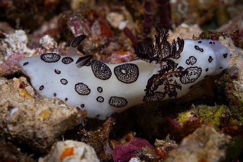 Meeresschnecke @ Komodo, Indonesien