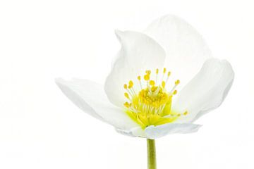 Christmas rose (Helleborus niger) with a white background by Carola Schellekens