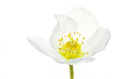 Rose de Noël (Helleborus niger) sur fond blanc