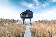 Kiekkaaste by Peter Kuipers thumbnail