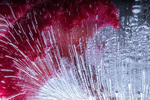 Peigne à coq dans de la glace cristalline 3