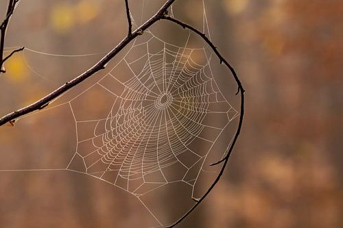 Toile d'araignée
