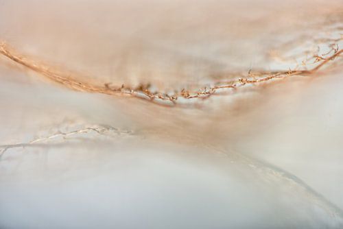 mirrored nature's lace