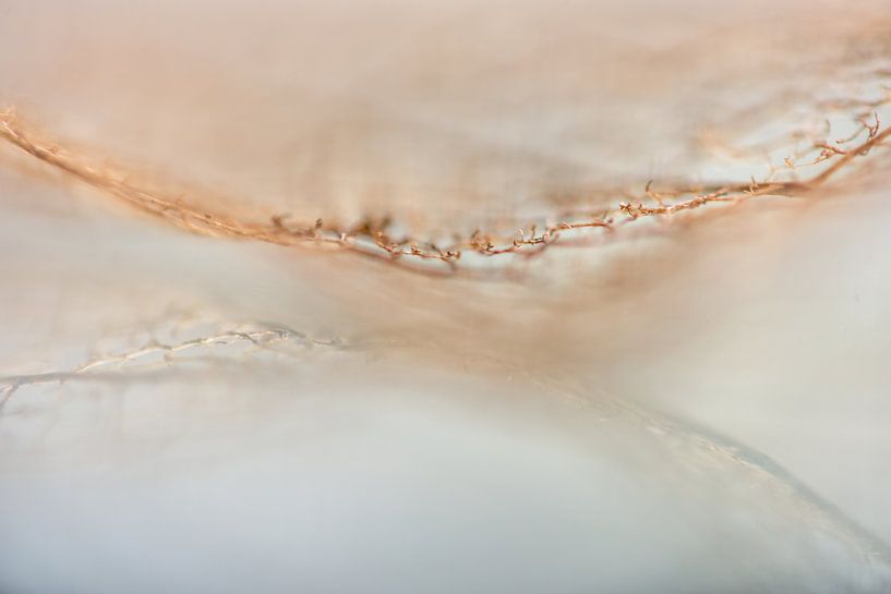 spiegelte die Spitze der Natur wider. von Alexandra Bijl