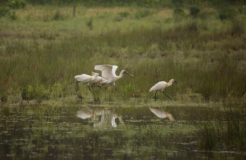 Spooner by Frank Smedts