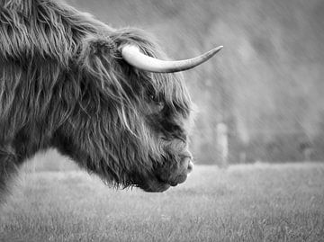 Schotse hooglander in de regen (zwart wit) van Maickel Dedeken