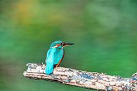 Wonderful colors of the nature