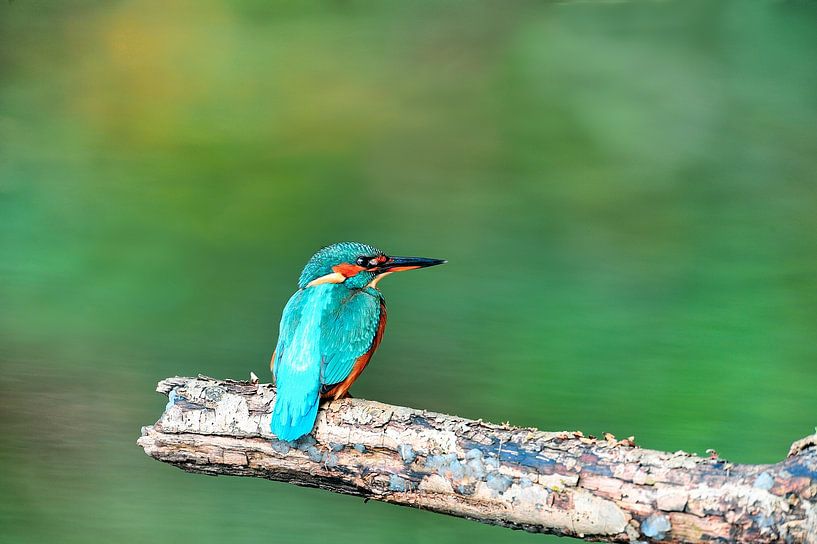 Wonderful colors of the nature by DayDreamZ