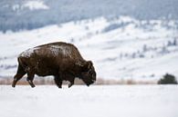 Amerikanischer Bison ( Bison bison ) wandert im Winter über eine weite schneebedeckte Fläche im Yell von wunderbare Erde Miniaturansicht