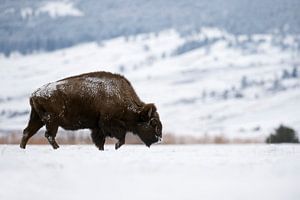 Amerikanischer Bison ( Bison bison ) wandert im Winter über eine weite schneebedeckte Fläche im Yell