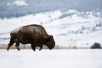 American Bison ( Bison bison ), walking through snow covered plains, Yellowstone Area, Montana, USA. van wunderbare Erde