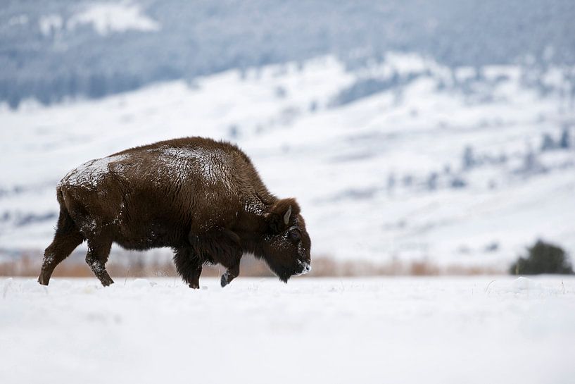 Amerikanischer Bison ( Bison bison ) wandert im Winter über eine weite schneebedeckte Fläche im Yell von wunderbare Erde