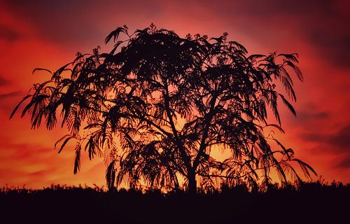 Zonsondergang in het paradijs