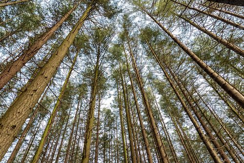 Bomen, kijk omhoog
