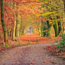 Romantic forest lane in autumn colors sur Patrick van Dijk