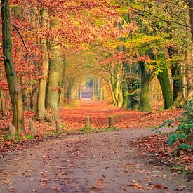 Romantic forest lane in autumn colors von Patrick van Dijk