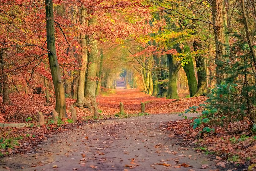 Romatisch laantje in herfstkleuren van Patrick van Dijk