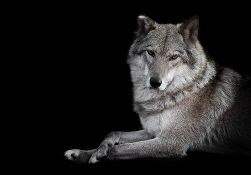 Kijkend naar het uiterlijk. Het vrouwtje van de wolf ligt prachtig op de grond, imposante leugens. K