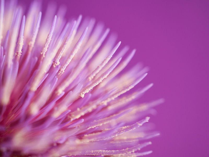 Chardon pourpre macro photographie détails fleur par raisa haveman
