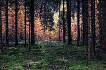 Herfstbos Gasselte van R Smallenbroek