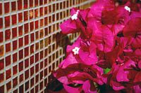 Roze bloemen voor gouden tegels