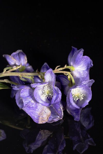 Close up purple flower on black by Jolanda Grutter