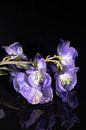 Close up purple flower on black by Jolanda Grutter thumbnail