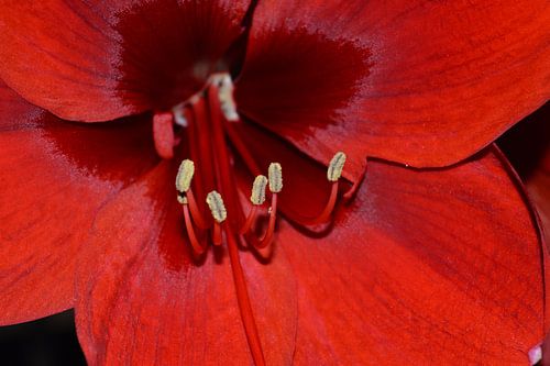 AMARELIS sur Beatrice Cloake