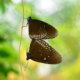 Twee Vlinders van Marije Lintveld