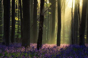 Waiting for spring von Martin Podt