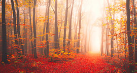 Herfstbos met zonnestralen