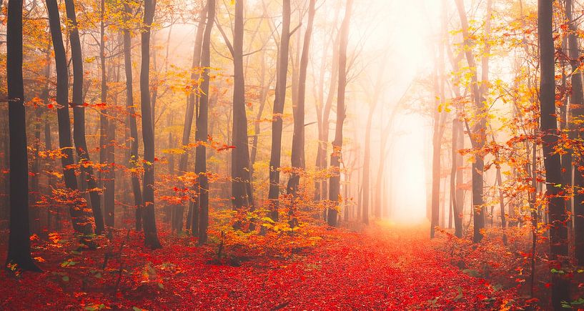 Herfstbos met zonnestralen van Mustafa Kurnaz