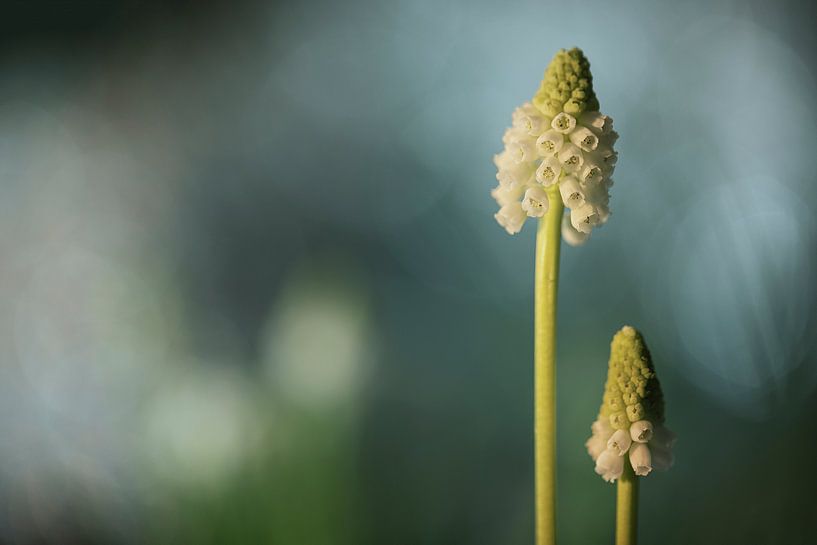 White grape &quot;White Magic&quot; (Muscari) by Carola Schellekens