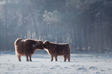 Schotse hooglander moeder met kalf in de sneeuw | winter | wildlife van Laura Dijkslag
