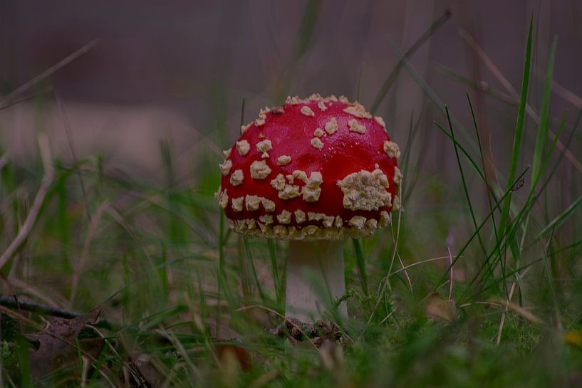 Mushroom by Coosje Wennekes