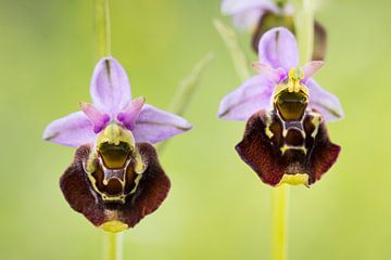 Bumblebee Ragwort (Ophrys holoserica) by Daniela Beyer