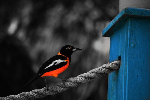 Trompette épisode 2